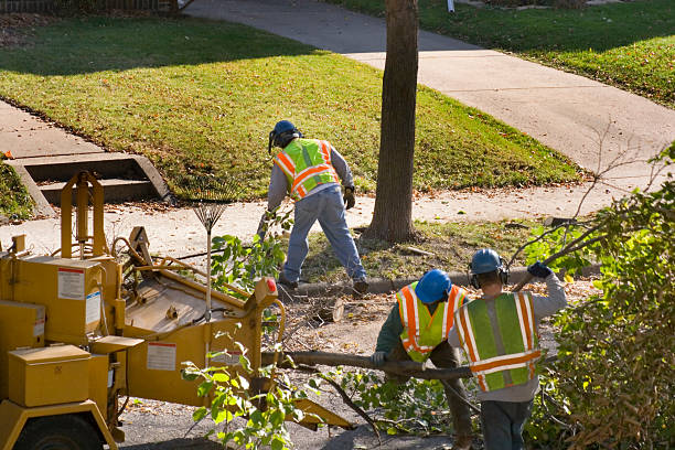 How Our Tree Care Process Works  in  Dudley, NC