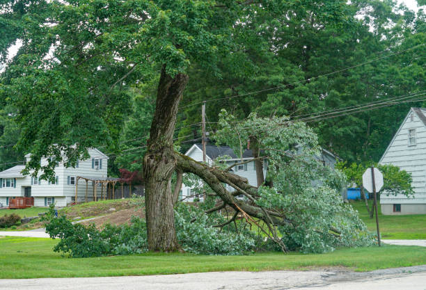 Best Tree Health Inspection  in Dudley, NC