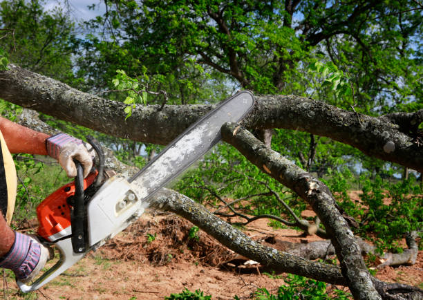 Best Weed Control  in Dudley, NC